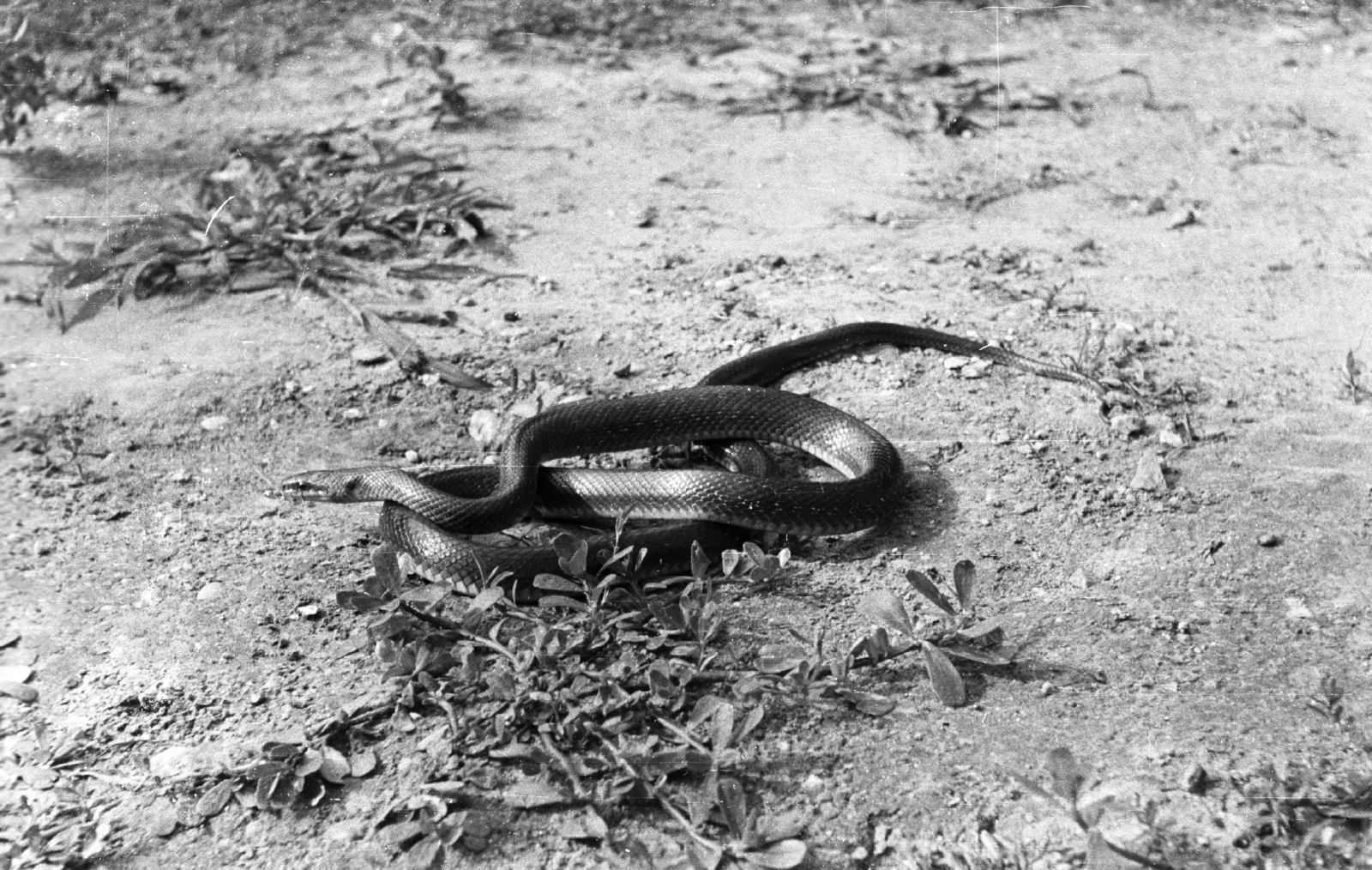Hungary, Zoo, Budapest XIV., 1959, Mészáros Zoltán, snake, Budapest, Fortepan #45012