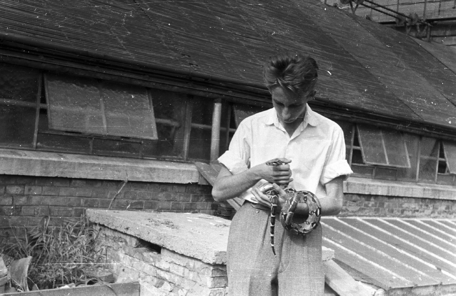 Magyarország, Városliget,Állatkert, Budapest XIV., Pálmaház., 1959, Mészáros Zoltán, kígyó, Budapest, Fortepan #45013