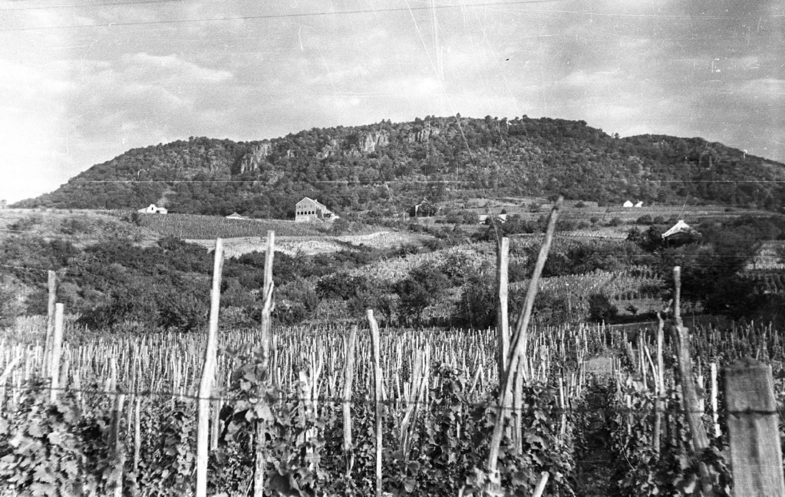 Hungary,Lake Balaton, Badacsonytomaj, 1959, Mészáros Zoltán, hillside, grape, vine, Fortepan #45034