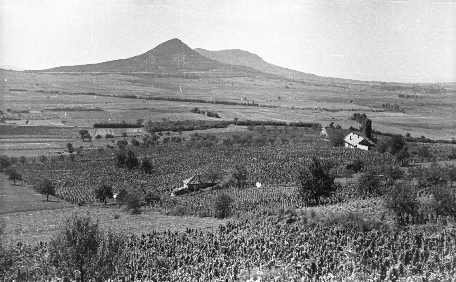 Hungary, A Gulács és a Badacsony a Csobáncról nézve., 1959, Mészáros Zoltán, grape, Fortepan #45039