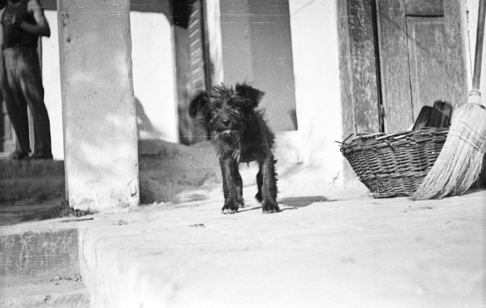 1959, Mészáros Zoltán, dog, yard, broom, Fortepan #45043