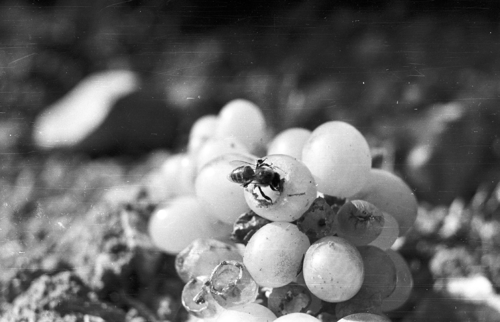 Hungary, Balatonakali, 1959, Mészáros Zoltán, grape, insect, Fortepan #45054