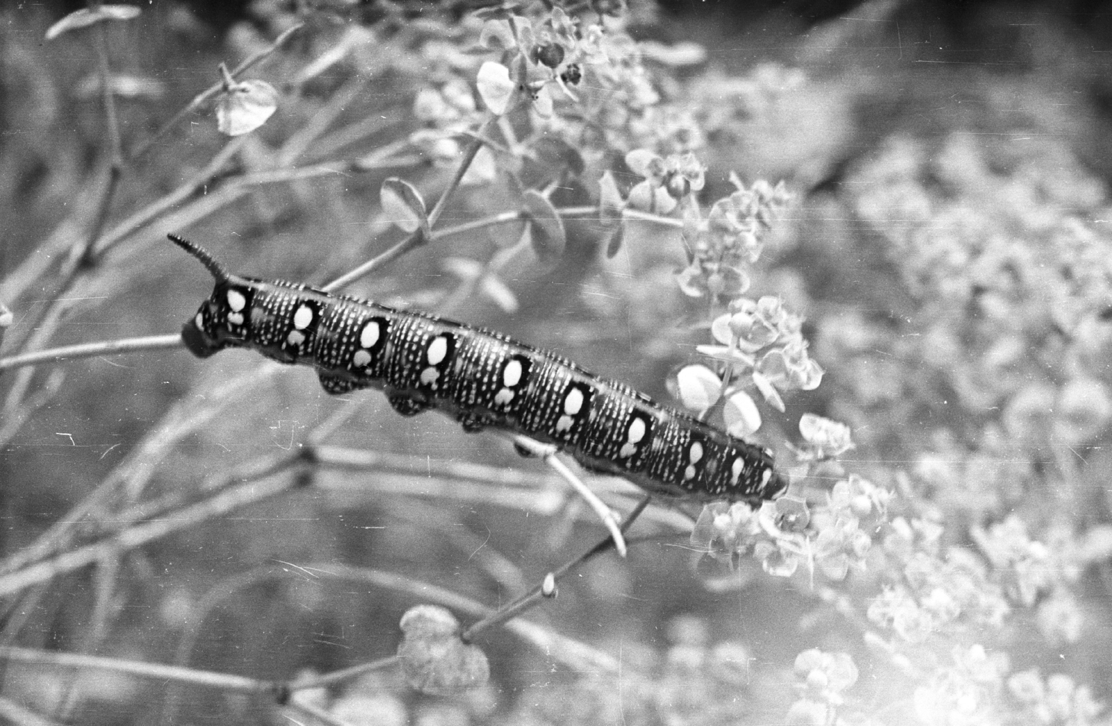 Hungary, Balatonakali, a Kutyatejszender nevű lepke hernyója., 1959, Mészáros Zoltán, flower, Fortepan #45056