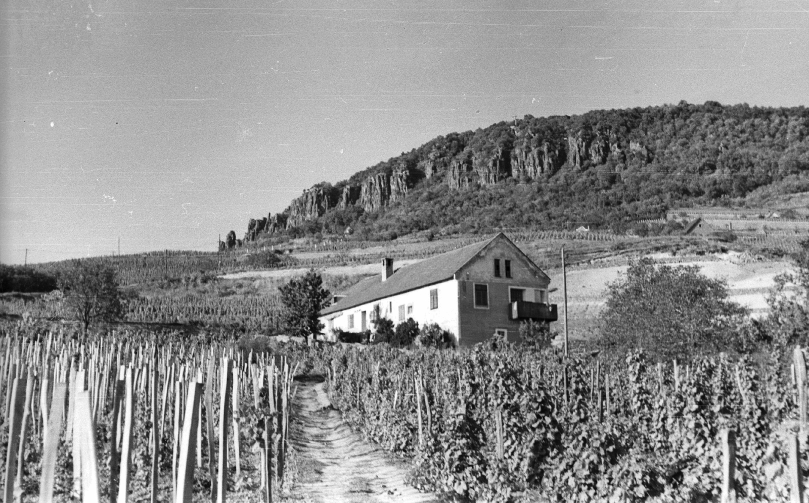 Magyarország,Balaton, Badacsony, Badacsonytomaj, 1959, Mészáros Zoltán, tájkép, szőlő, bazalt, Fortepan #45061