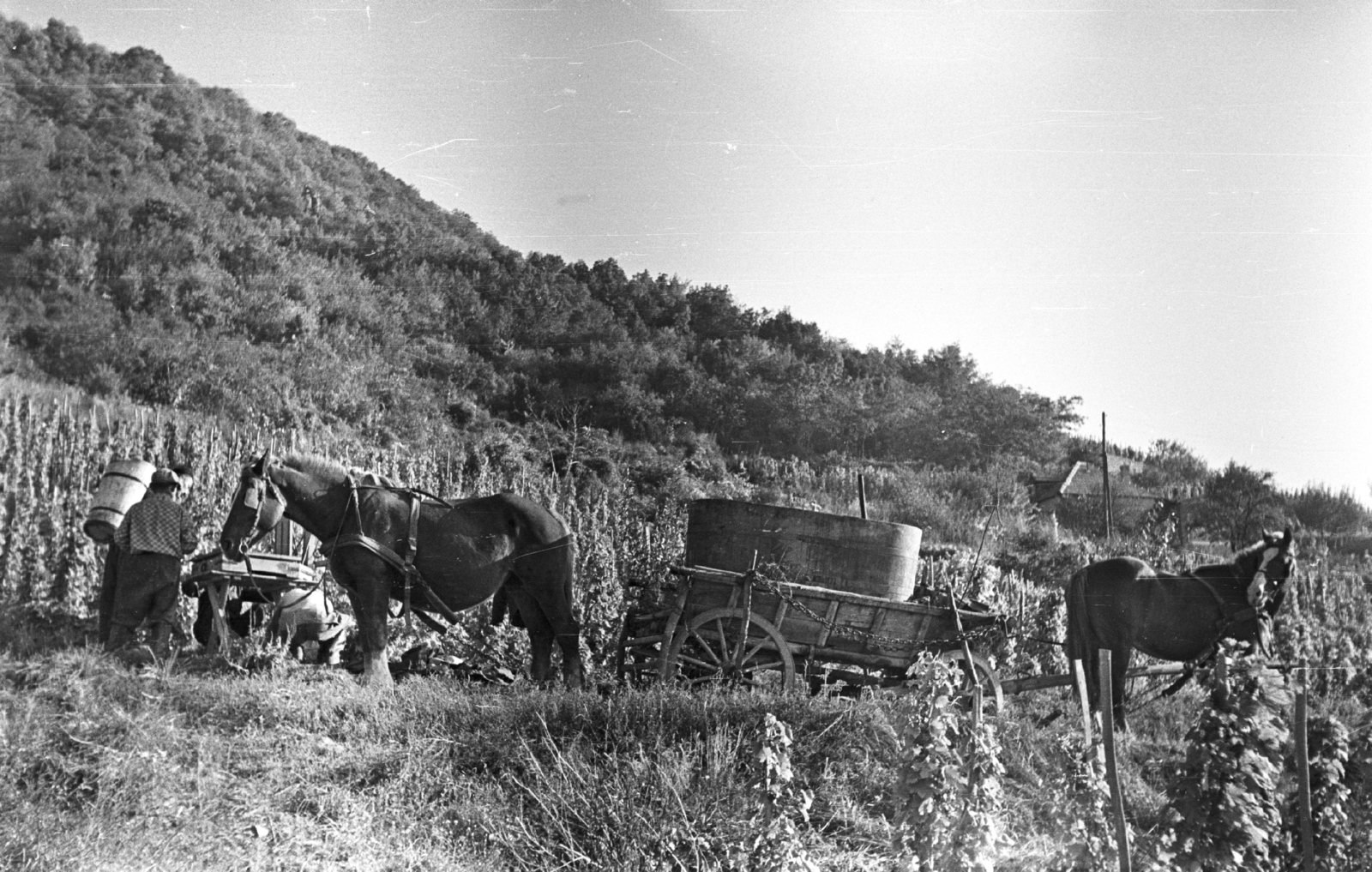 Magyarország,Balaton, Badacsony, Badacsonytomaj, szüret., 1959, Mészáros Zoltán, szekér, szüret, fogat, tájkép, szőlő, férfi, puttony, kád, Fortepan #45075