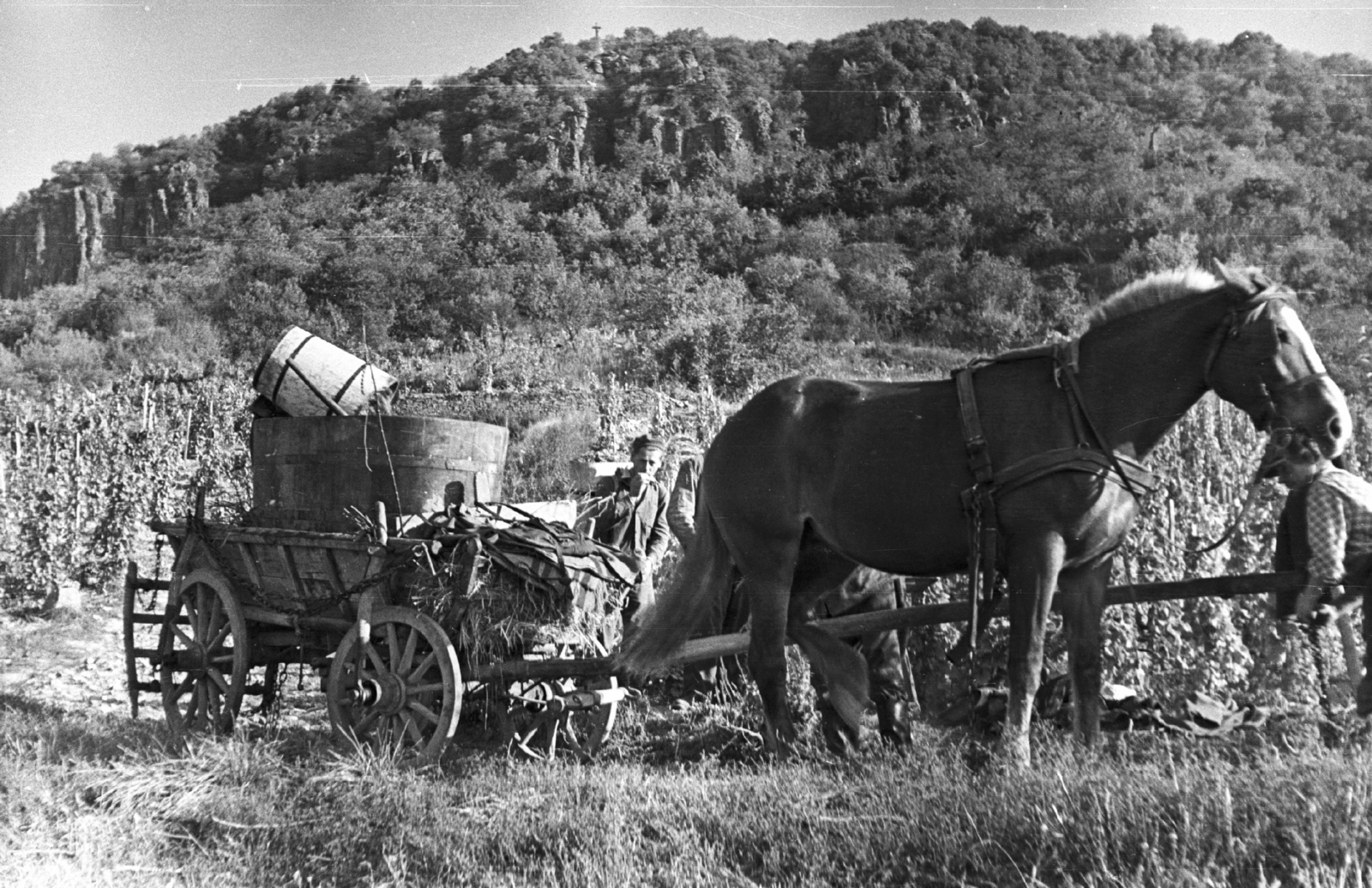 Magyarország,Balaton, Badacsony, Badacsonytomaj, szüret, a távolban a hegytetőn a Ranolder-kereszt., 1959, Mészáros Zoltán, szekér, szüret, fogat, tájkép, szőlő, férfi, puttony, kád, Fortepan #45076