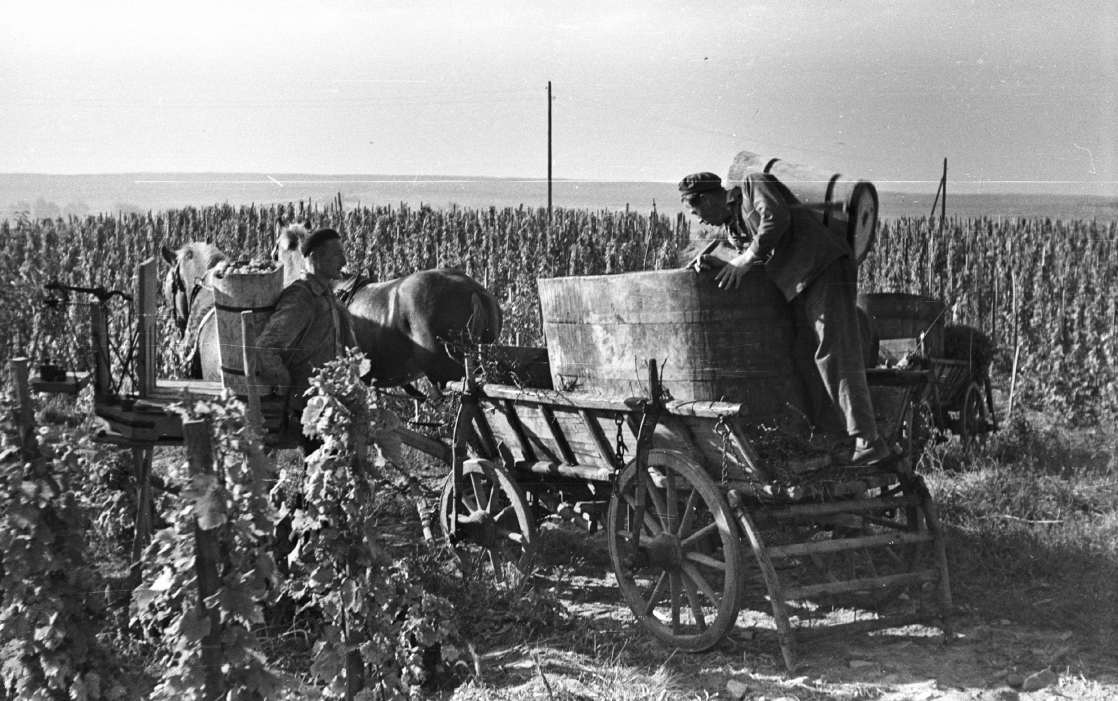 Hungary,Lake Balaton, Badacsonytomaj, szüret., 1959, Mészáros Zoltán, chariot, harvest, men, coach, grape, wooden butte, bathtub, Fortepan #45078