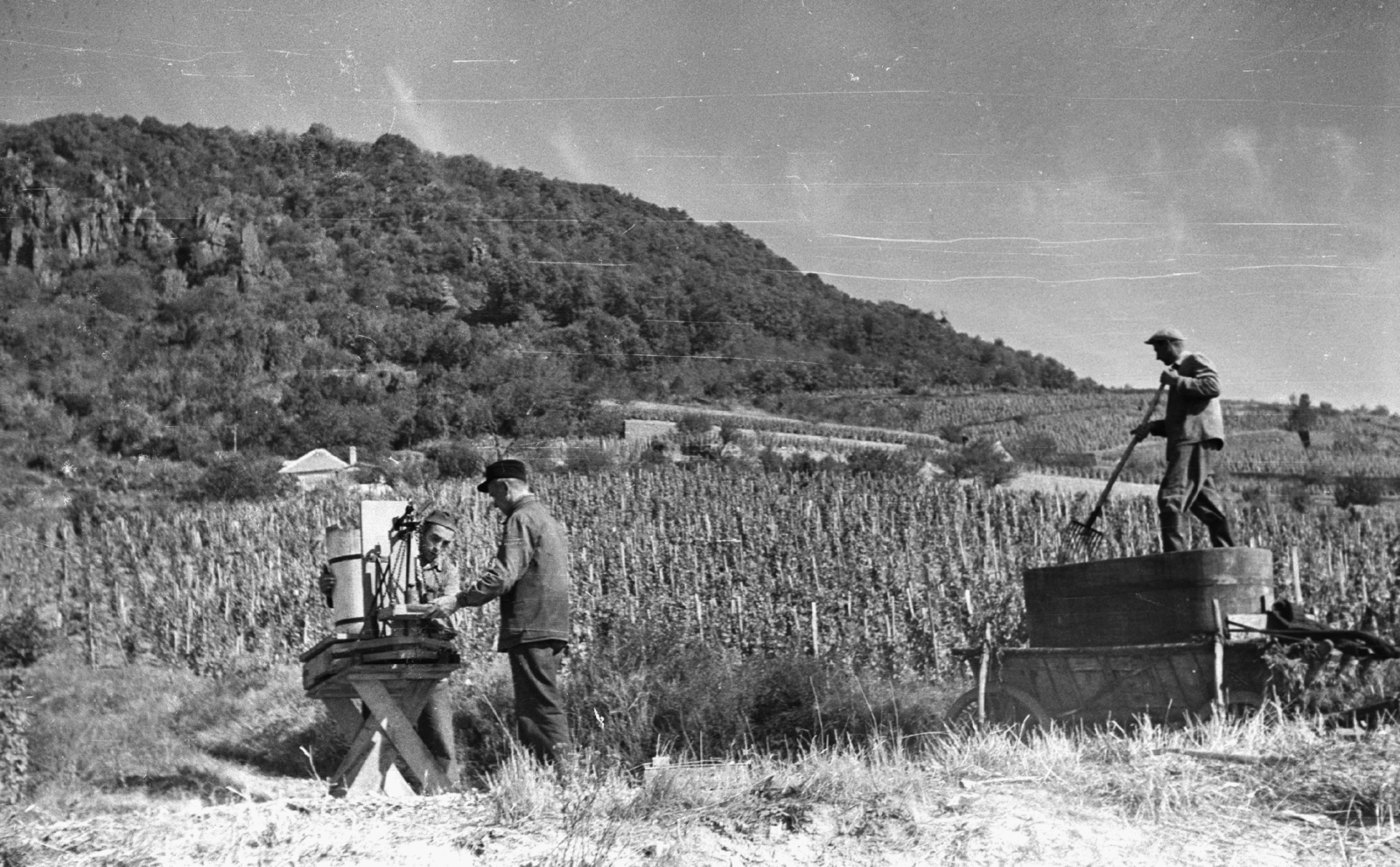 Hungary,Lake Balaton, Badacsonytomaj, szüret., 1959, Mészáros Zoltán, harvest, landscape, grape, table, wooden butte, wooden tub, Fortepan #45079