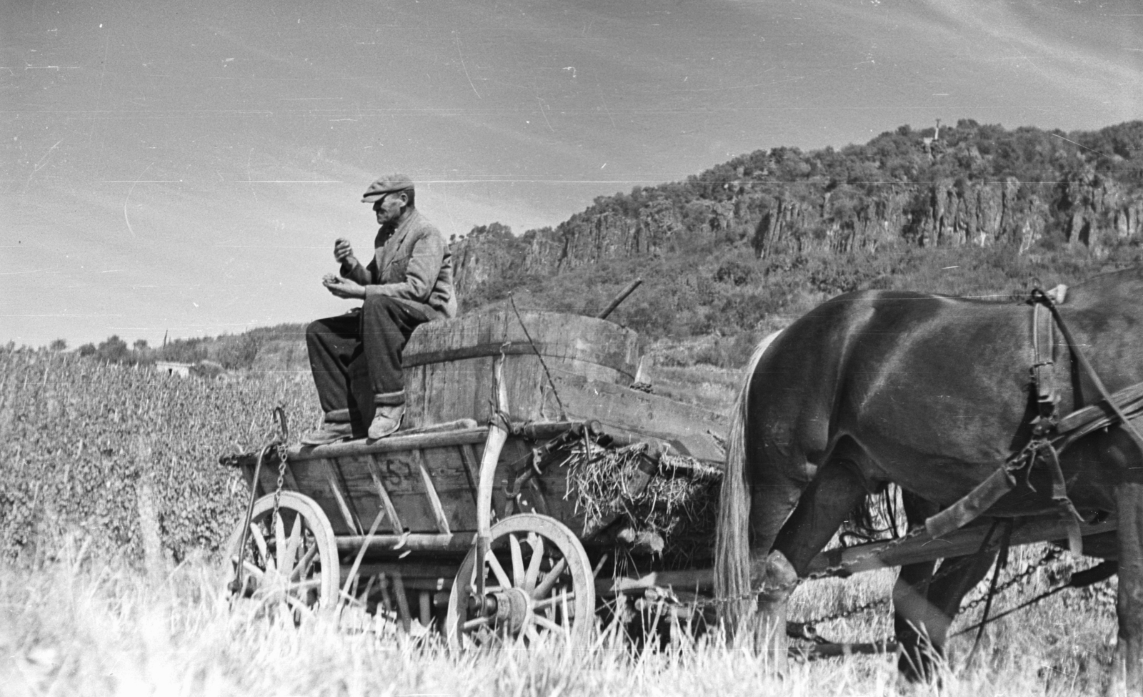 Hungary,Lake Balaton, Badacsonytomaj, szüret, a távolban a hegytetőn a Ranolder-kereszt., 1959, Mészáros Zoltán, chariot, harvest, coach, landscape, grape, man, bathtub, Fortepan #45080