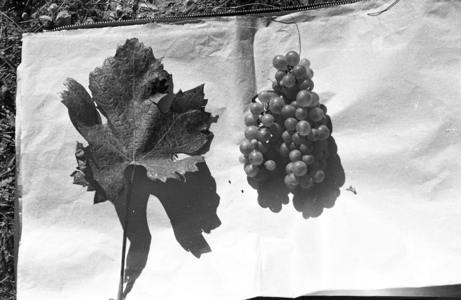 Hungary,Lake Balaton, Badacsonytomaj, szőlő fajtajelölt., 1959, Mészáros Zoltán, grape, Fortepan #45095
