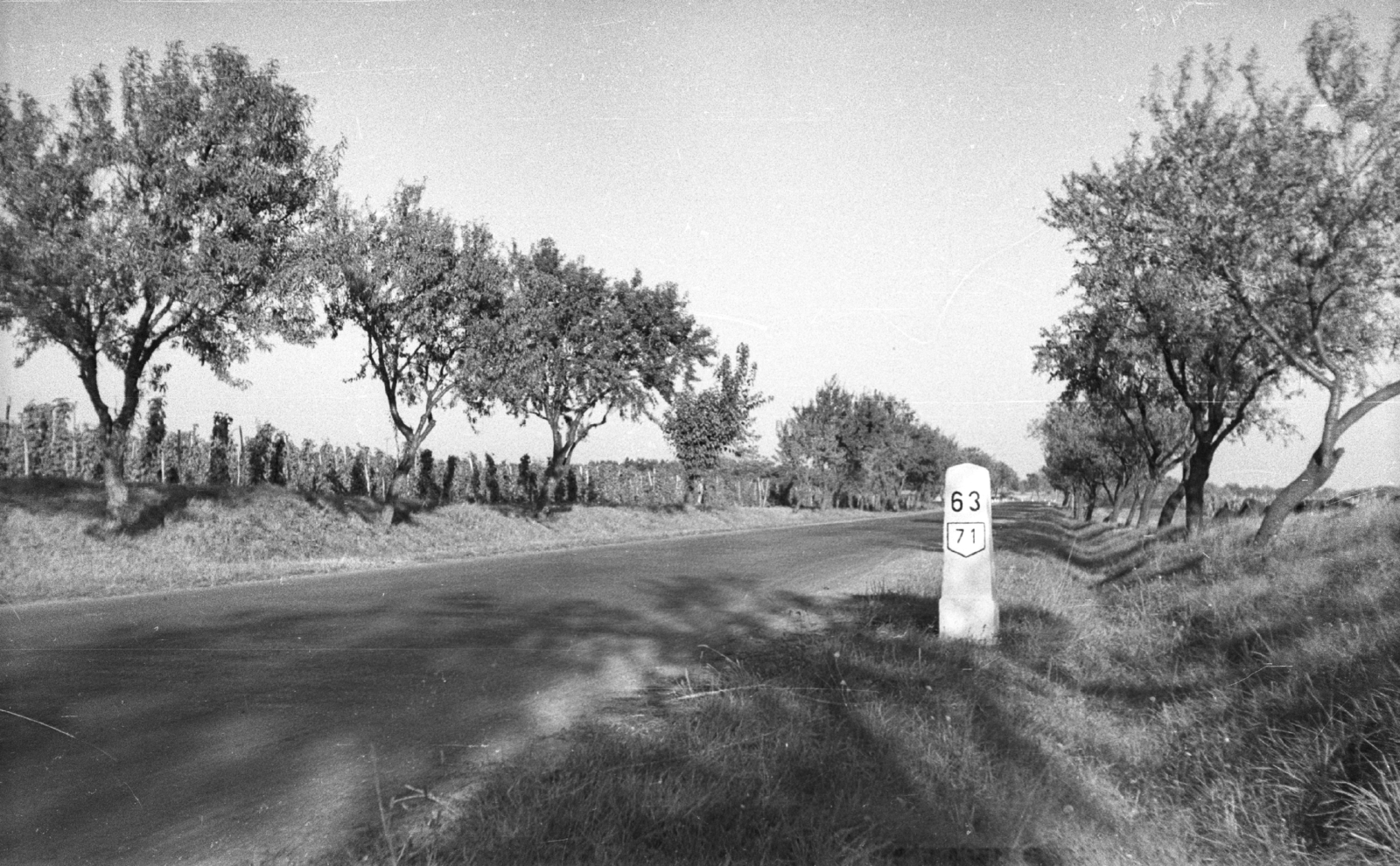 Hungary, Balatonakali, magyar nemesítésű "Jegenye-mandula fasor" a 71-es út mellett., 1959, Mészáros Zoltán, Fortepan #45097