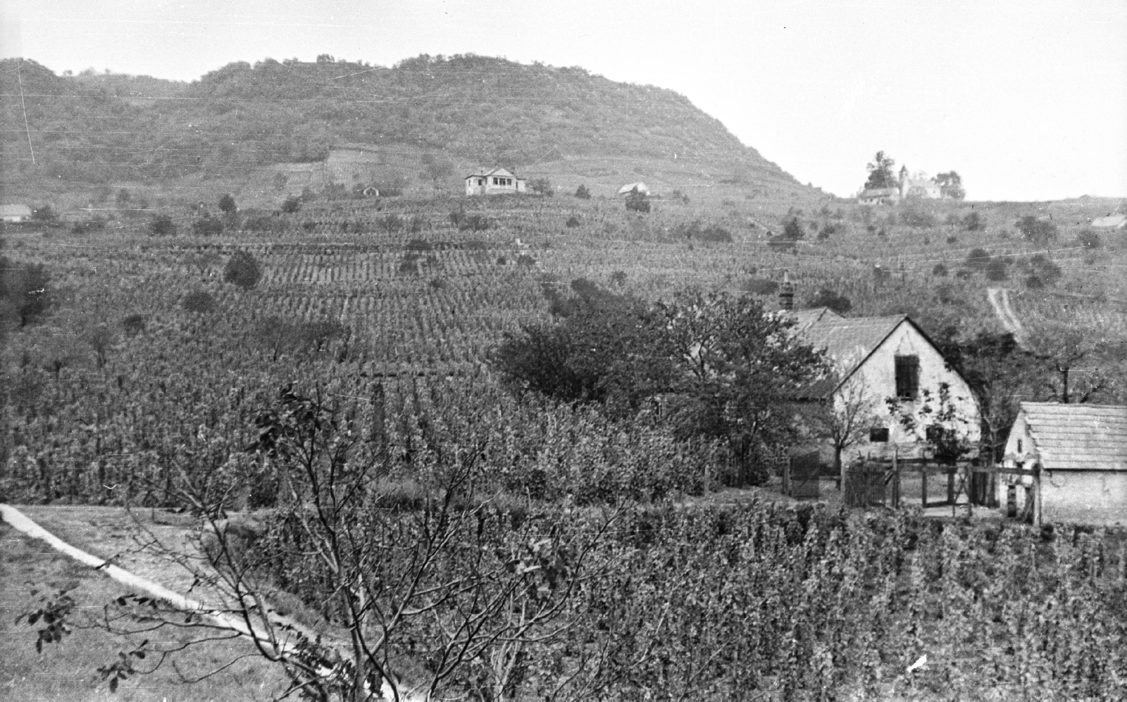 Hungary, Somlóvásárhely, szőlőültetvények és borászatok a Somló oldalában, jobbra a távolban a Szent Margit-kápolna., 1959, Mészáros Zoltán, landscape, grape, chapel, vine hill, Fortepan #45098
