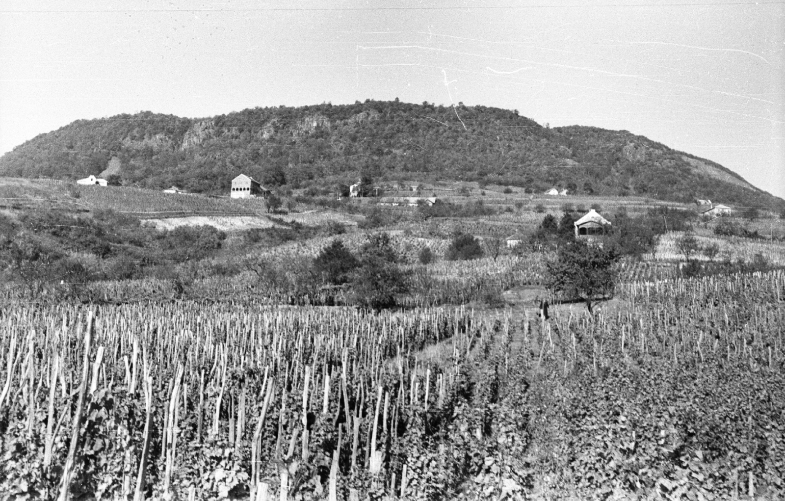 Magyarország, Somlóvásárhely, szőlőültetvények és borászatok a Somló oldalában., 1959, Mészáros Zoltán, tájkép, szőlő, Fortepan #45101