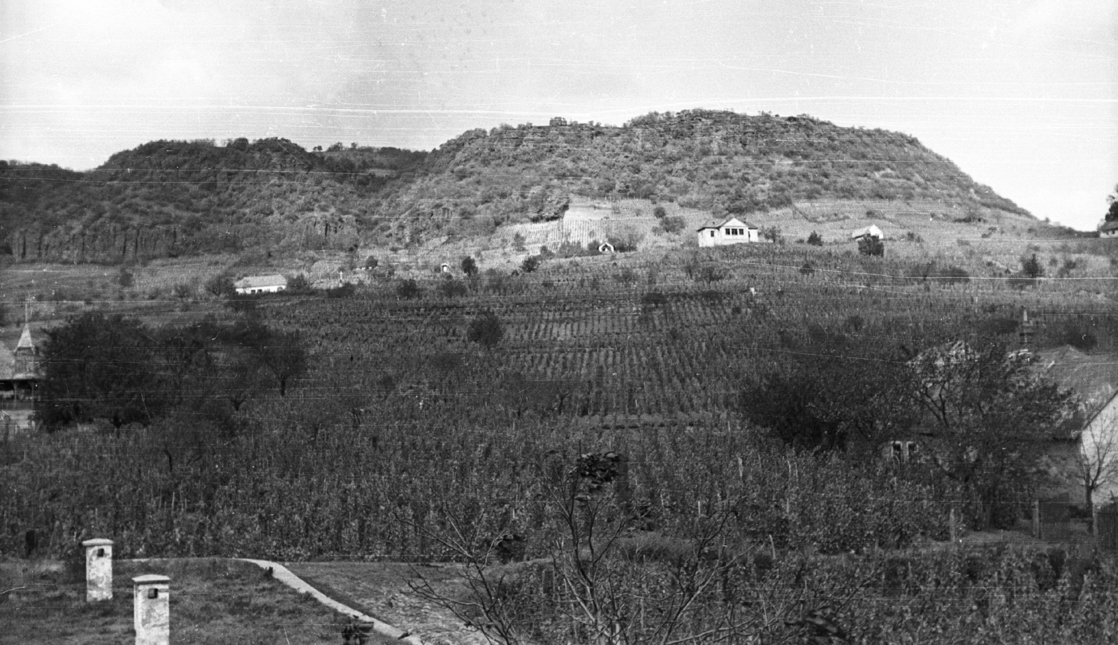 Magyarország, Somlóvásárhely, szőlőültetvények és borászatok a Somló oldalában., 1959, Mészáros Zoltán, tájkép, szőlő, Fortepan #45105