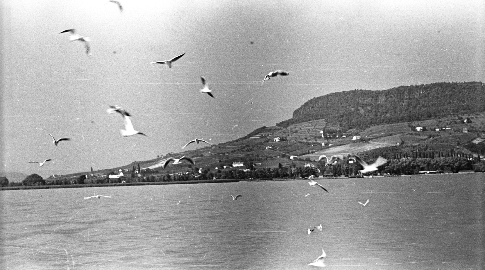 Hungary,Lake Balaton, Badacsonytomaj, 1959, Mészáros Zoltán, bird, landscape, Fortepan #45113