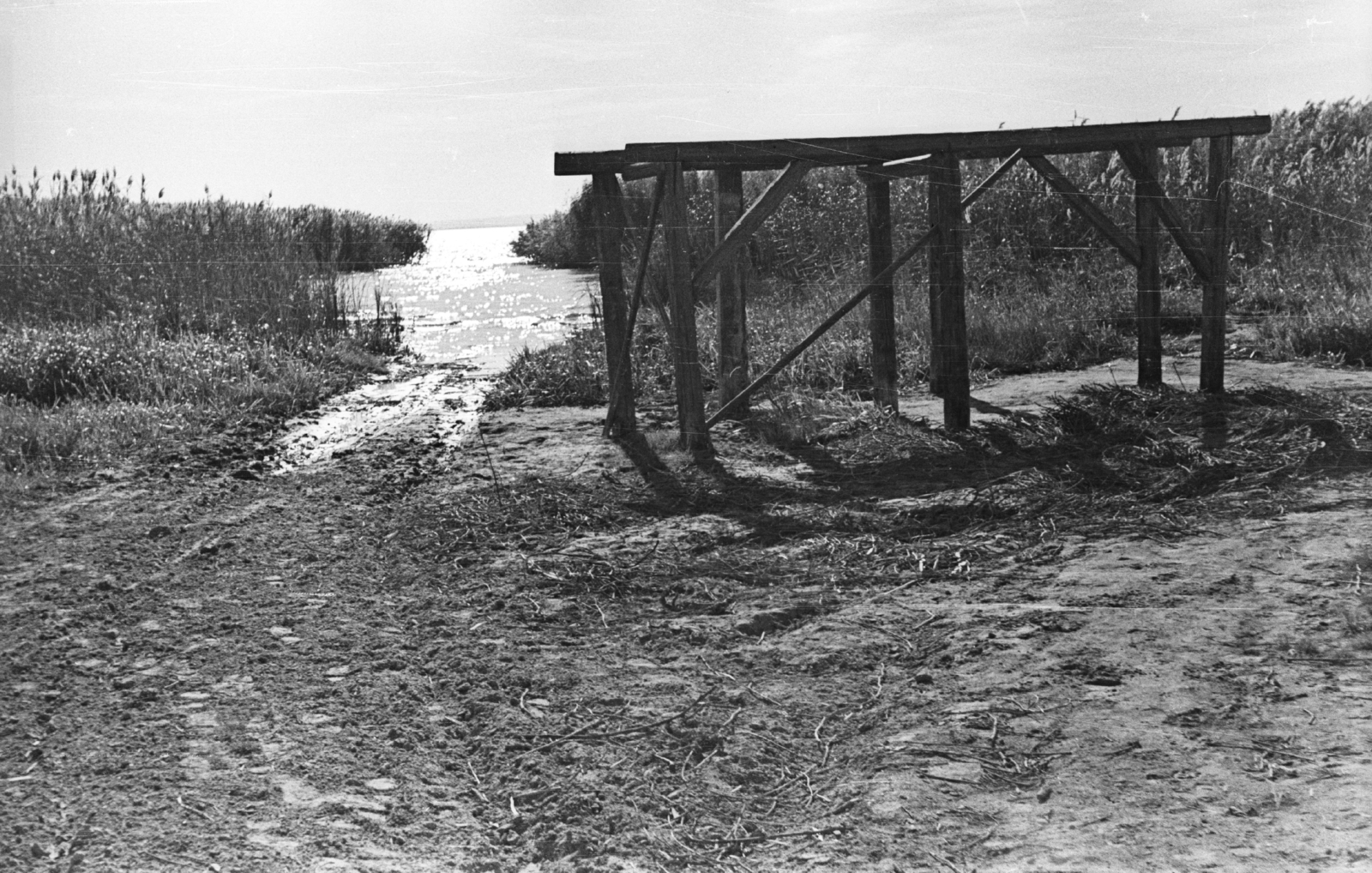 Hungary,Lake Balaton, Badacsonytomaj, vízpart., 1959, Mészáros Zoltán, shore, reed, Fortepan #45125