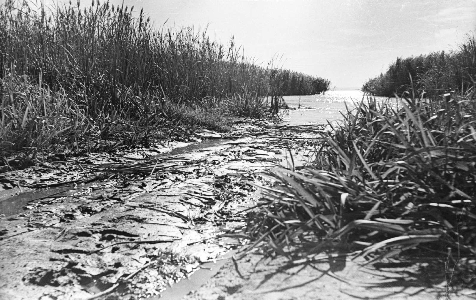 Hungary,Lake Balaton, Badacsonytomaj, vízpart., 1959, Mészáros Zoltán, reed, Fortepan #45126