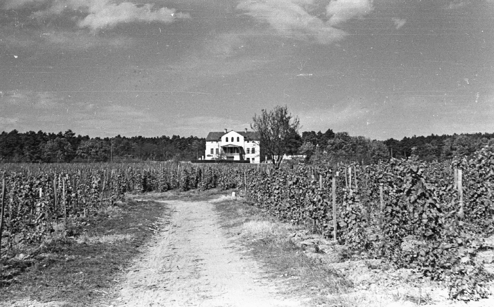 Magyarország, Balatonakali, Pántlika kastély., 1959, Mészáros Zoltán, szőlő, Fortepan #45129