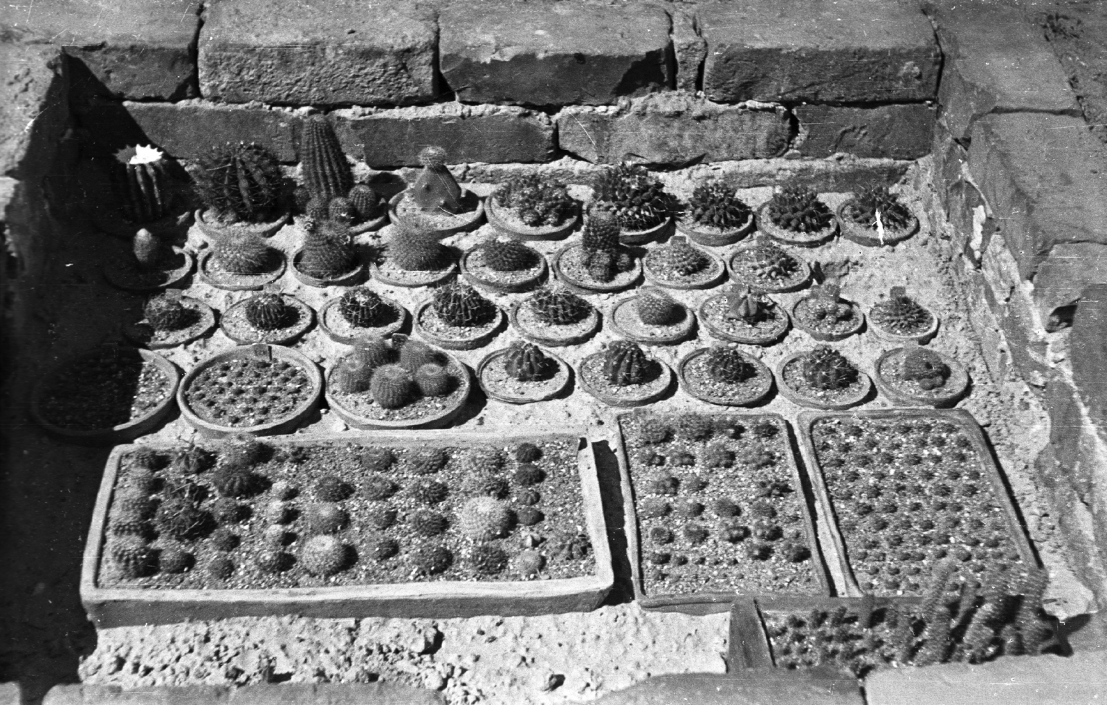 Magyarország, Kazincbarcika, városi kertészet, kaktuszok., 1960, Mészáros Zoltán, Fortepan #45169