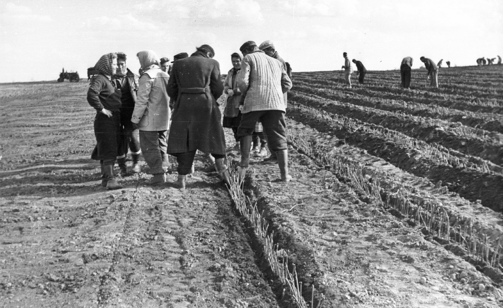 Hungary, szőlőiskola, szőlődugványok., 1961, Mészáros Zoltán, genre painting, agriculture, Fortepan #45201