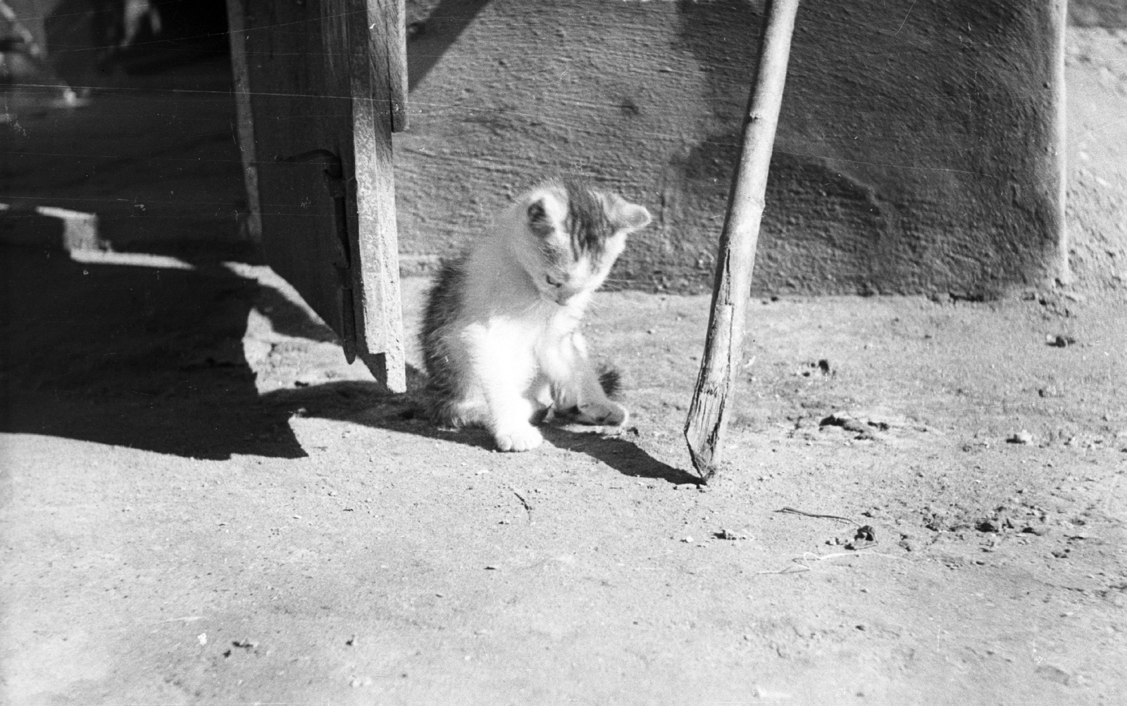 1961, Mészáros Zoltán, sunshine, cat, yard, shadow, Fortepan #45204