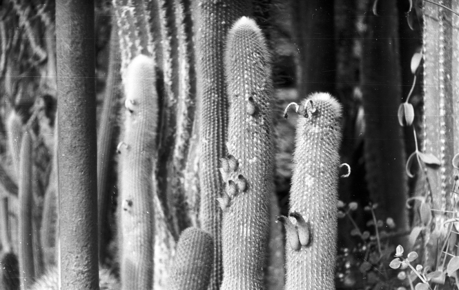 Germany, Erfurt, "Haage" kertészet., 1961, Mészáros Zoltán, cactus, GDR, Fortepan #45234