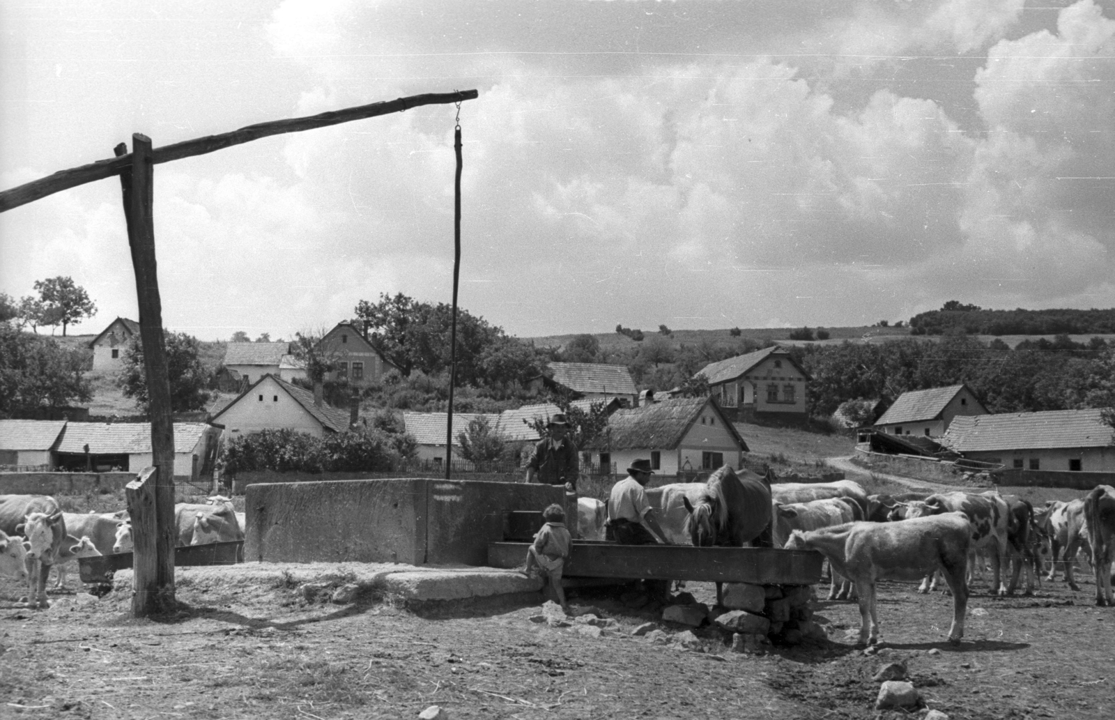 1958, Krasznai Gyula, village, horse, well, men, cattle, summer, shadoof, hillside, kid, drinking, Fortepan #45794