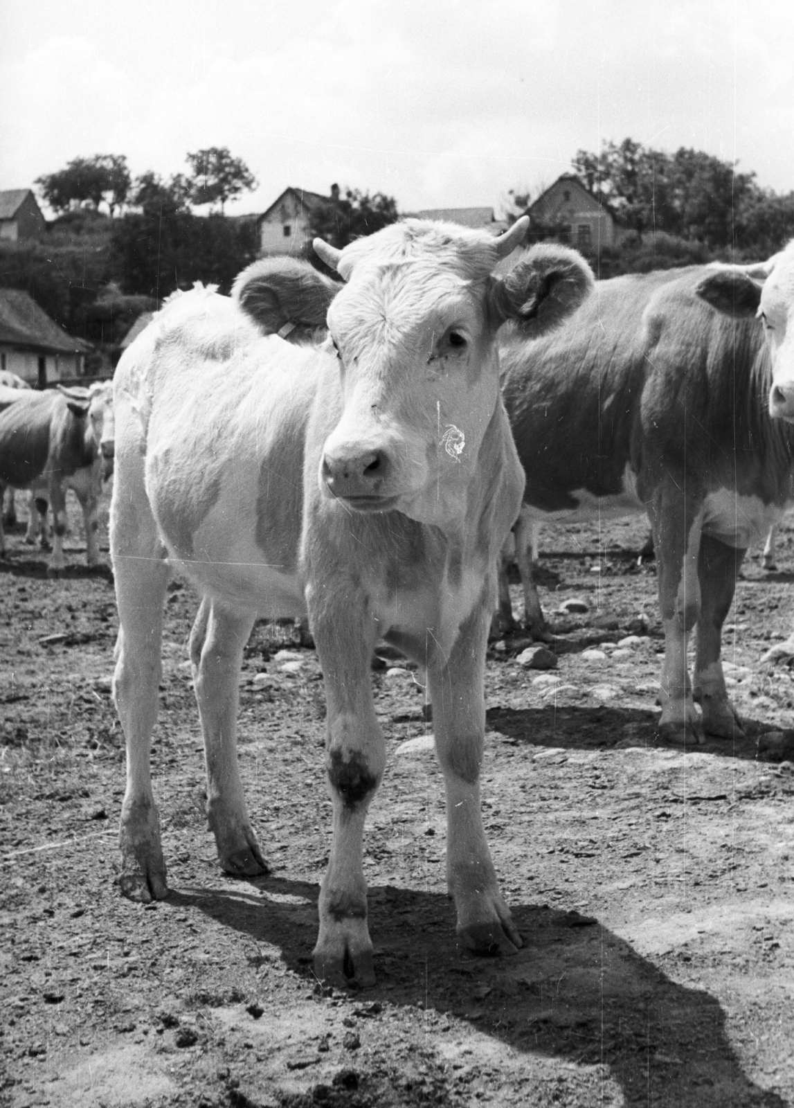 1958, Krasznai Gyula, village, cattle, Fortepan #45795