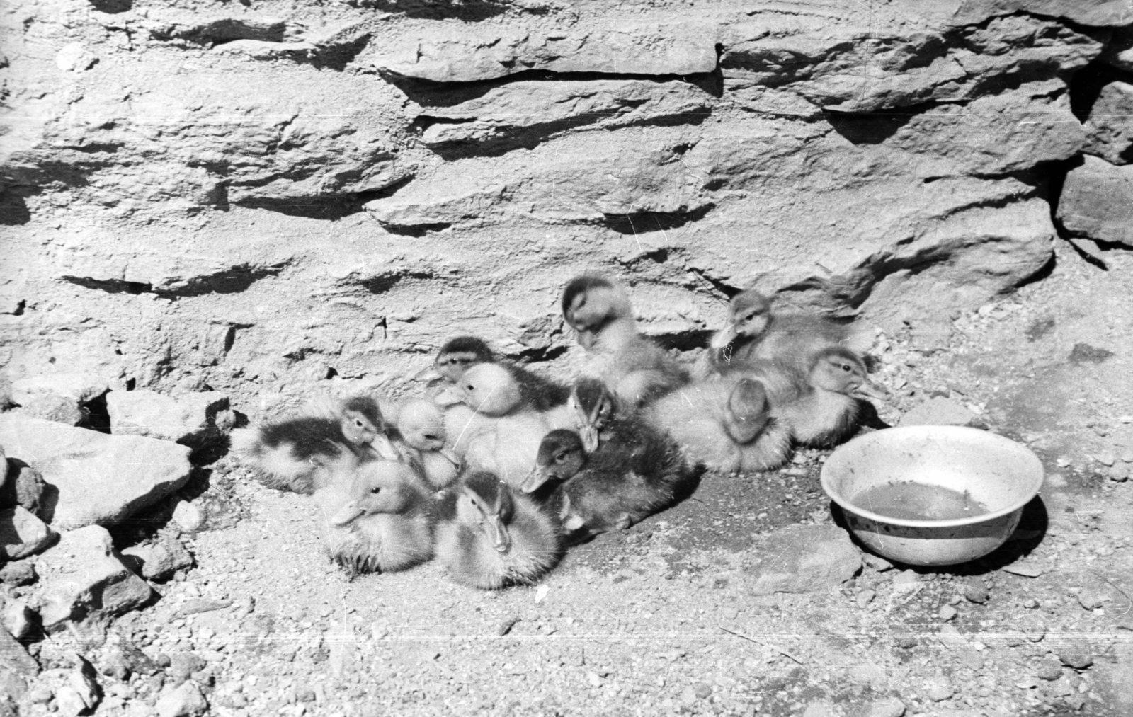 1957, Krasznai Gyula, duck, Fortepan #45875