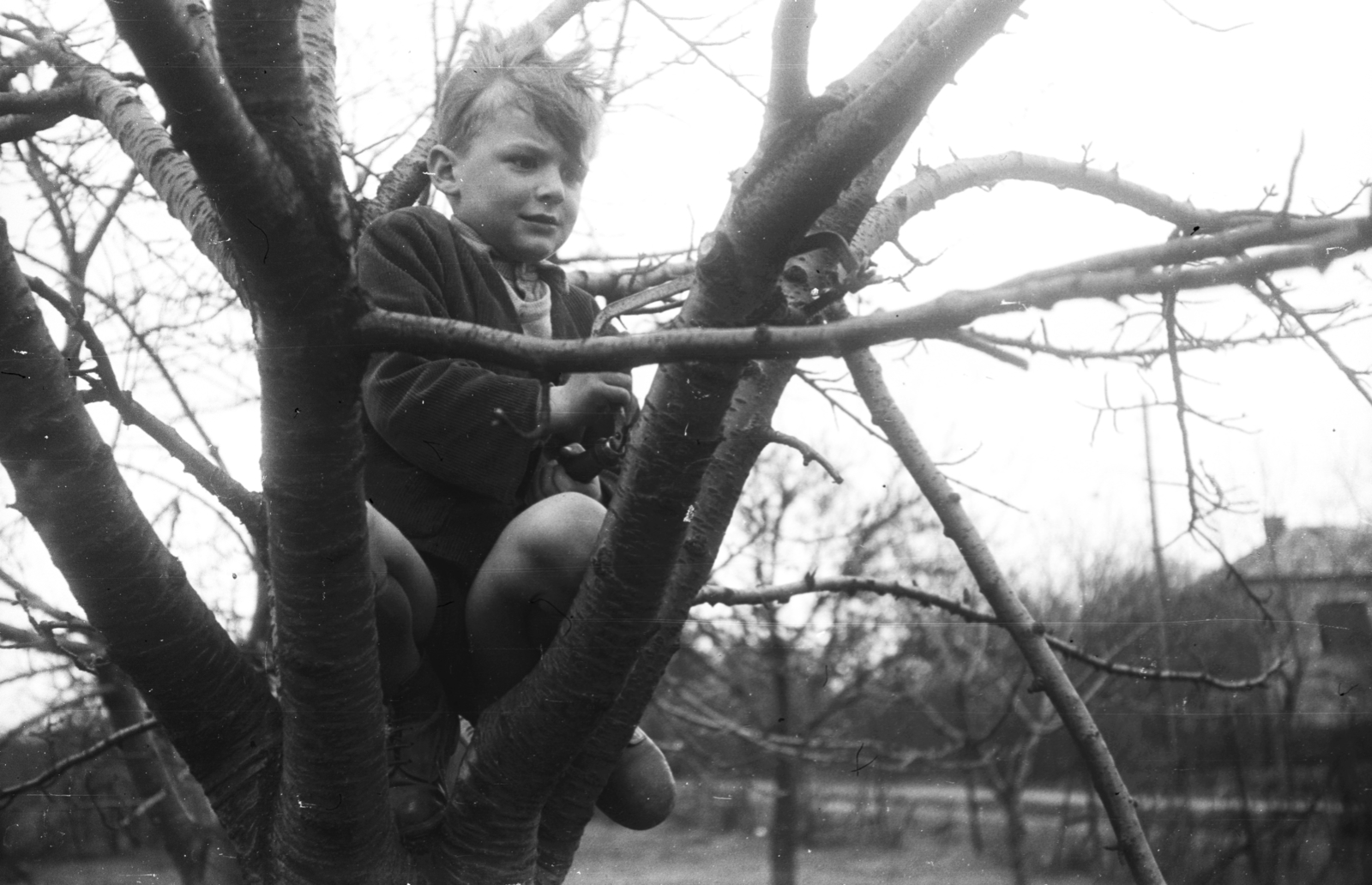 1956, Lencse Zoltán, portrait, kid, wood, work, saw, sitting on a tree, Fortepan #46040