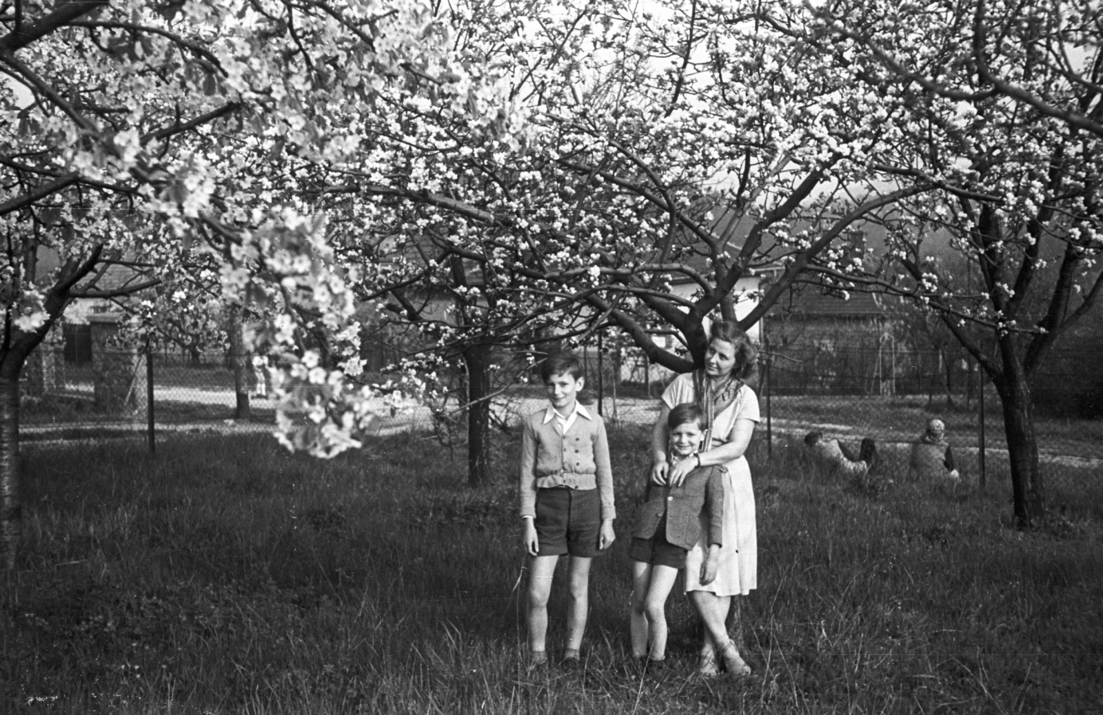 Hungary, Budapest II., Remetekertváros, Hunyadi János utca 20., háttérben a Hunyadi János utca - Bükkfa utca sarok., 1956, Lencse Zoltán, blossoming, Budapest, boys, mother, Fortepan #46053