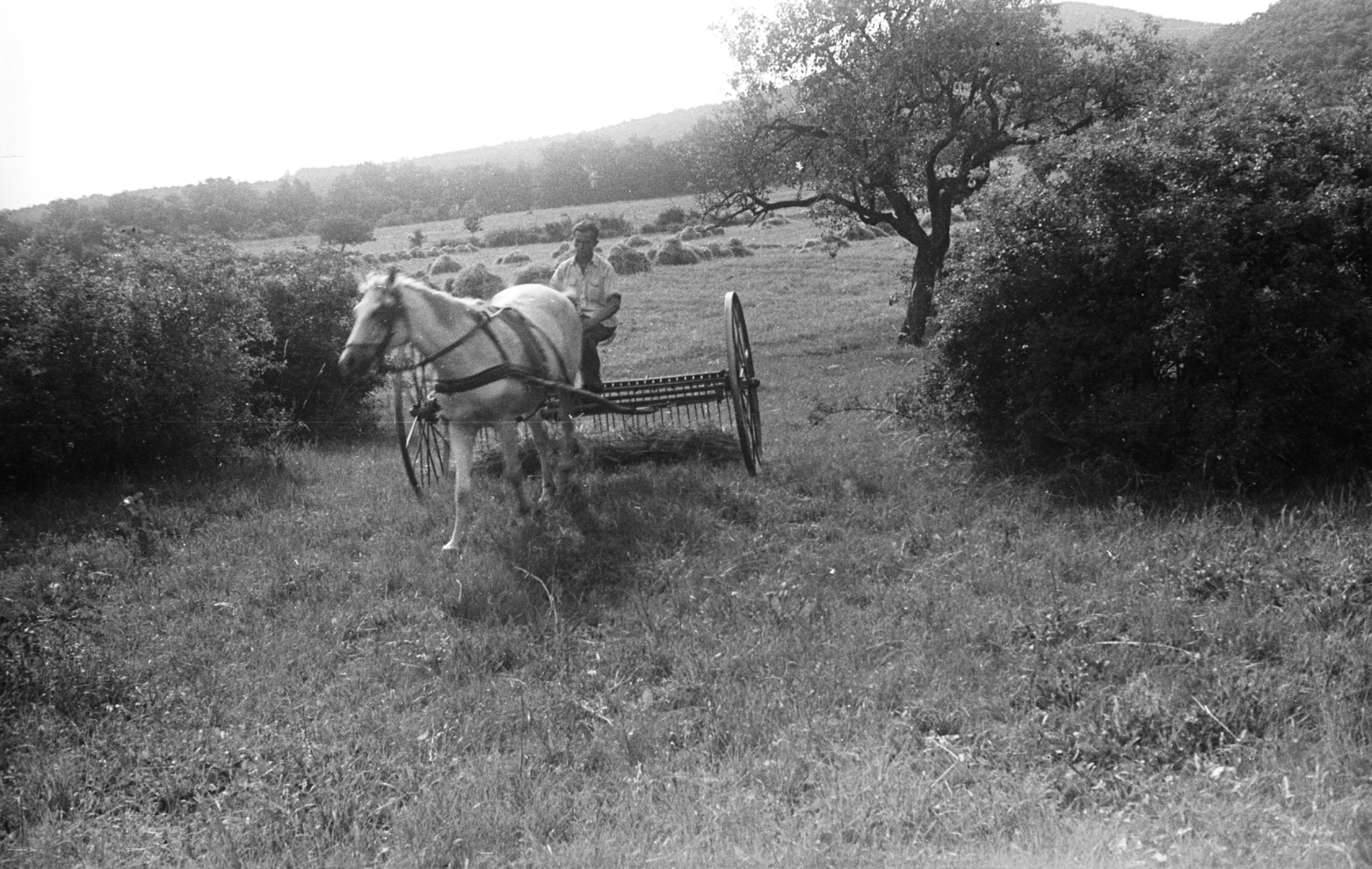 Hungary, Szentendre, Annavölgy., 1957, Lencse Zoltán, horse, agriculture, swather, Fortepan #46106