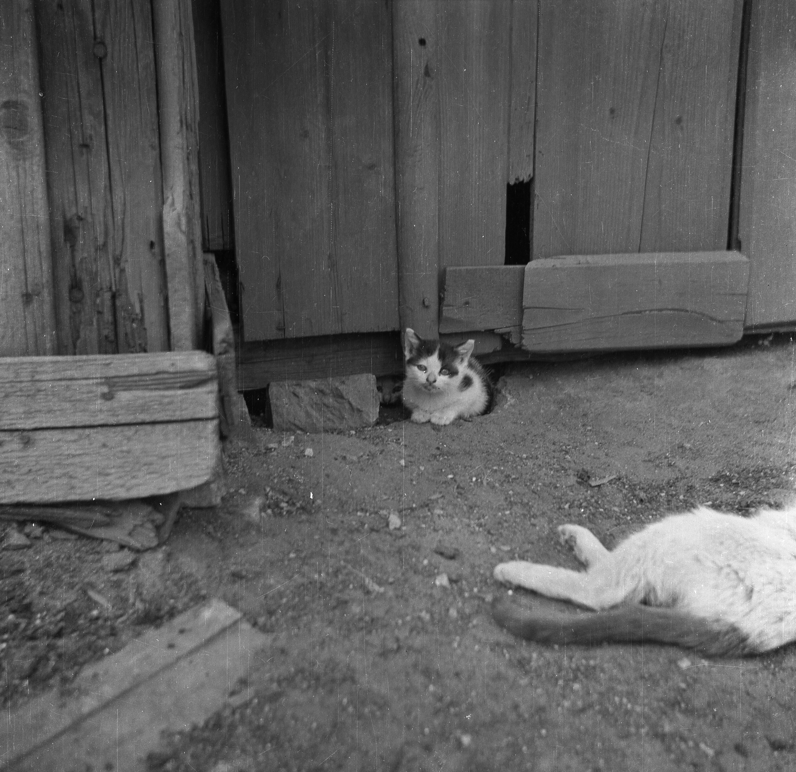 1952, Eperjesi Gyula, dog, cat, yard, Fortepan #46145
