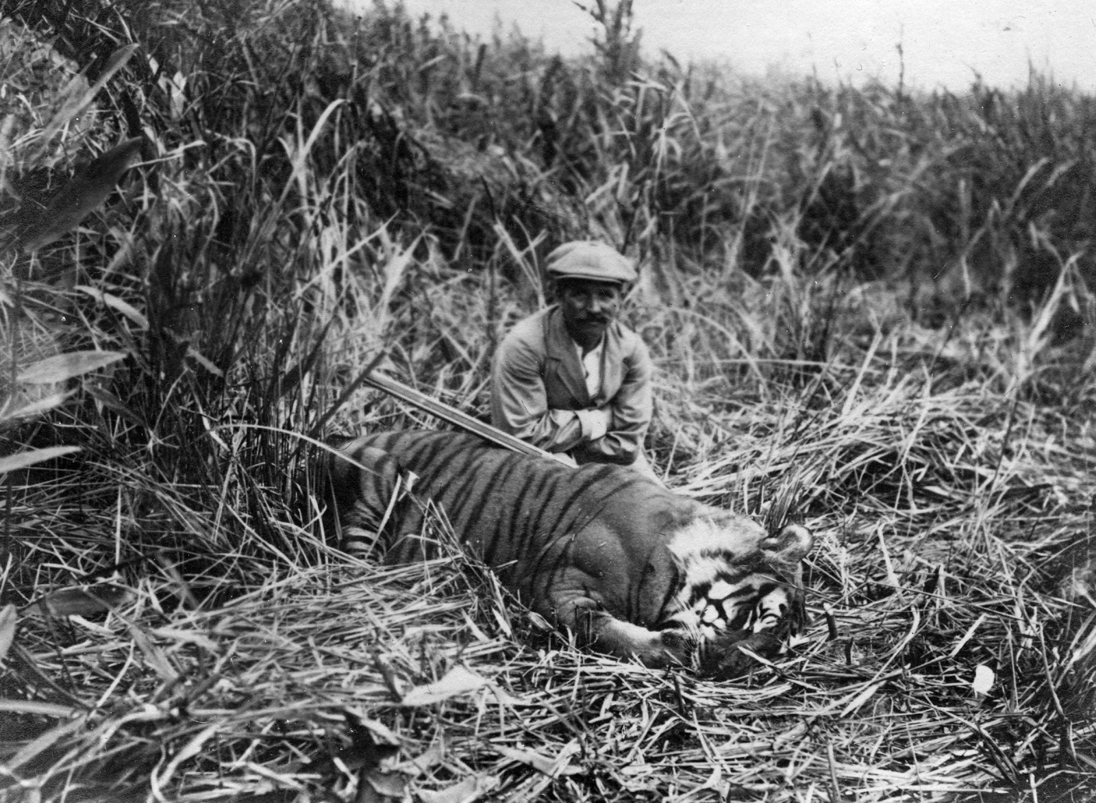 India, Assam tartomány, Sidli környéke, báró Vojnich Oszkár egy kilőtt bengáli tigrisssel., 1911, Vojnich Pál, hunter, hunting, tiger, weapon, cap, reed, Fortepan #46194