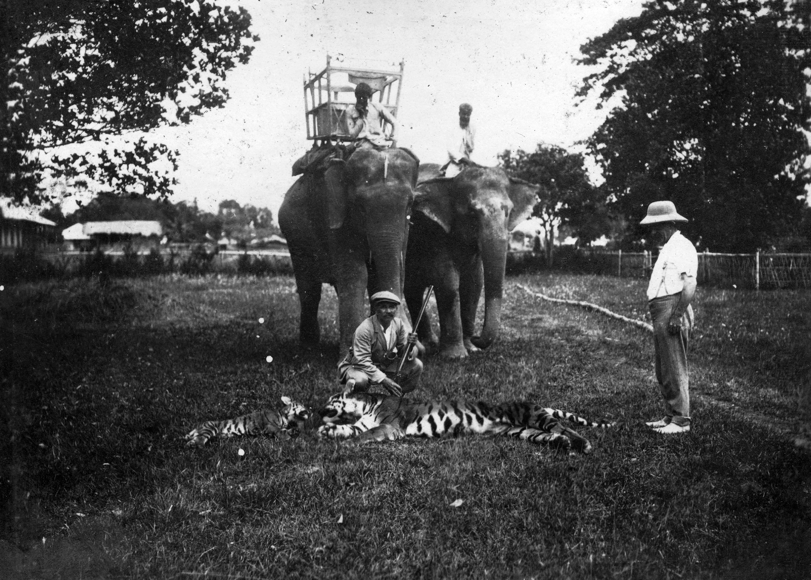 India, Assam tartomány, Bijni, báró Vojnich Oszkár egy kilőtt bengáli tigrissel és kölykével., 1911, Vojnich Pál, hat, elephant, hunter, hunting, tiger, weapon, Fortepan #46198