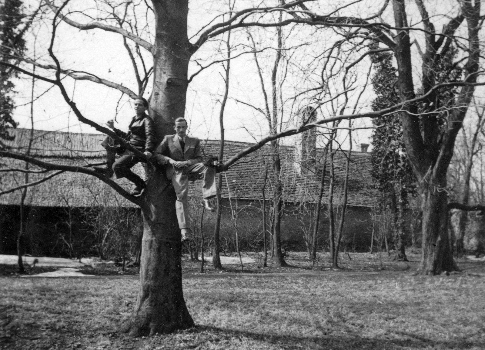 Hungary, Zalahaláp, 1940, Vojnich Pál, sitting on a tree, Fortepan #46304