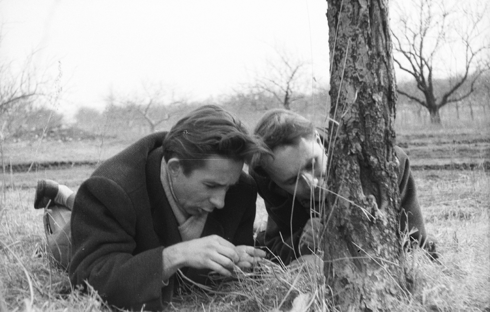 Hungary, Pétfürdő, (ekkor Várpalota része), kártevők keresése az öreg gyümölcsösben., 1965, Mészáros Zoltán, Fortepan #46512