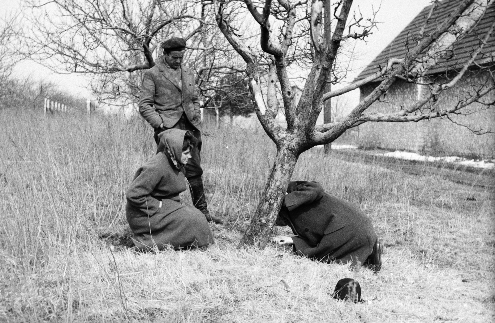 Hungary, Pétfürdő, (ekkor Várpalota része), kártevők keresése az öreg gyümölcsösben., 1965, Mészáros Zoltán, Fortepan #46513