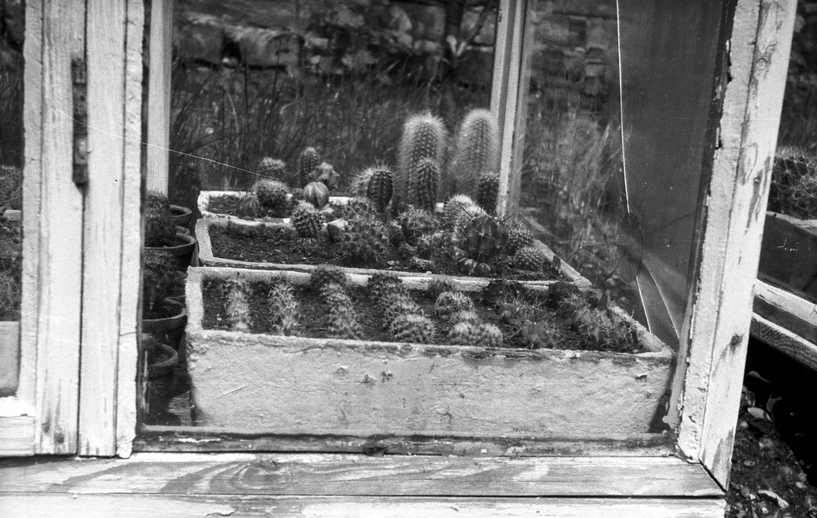 Hungary, Budapest XIV., Gizella út 33. udvara, kaktuszgyűjtemény., 1966, Mészáros Zoltán, cactus, Budapest, Fortepan #46566