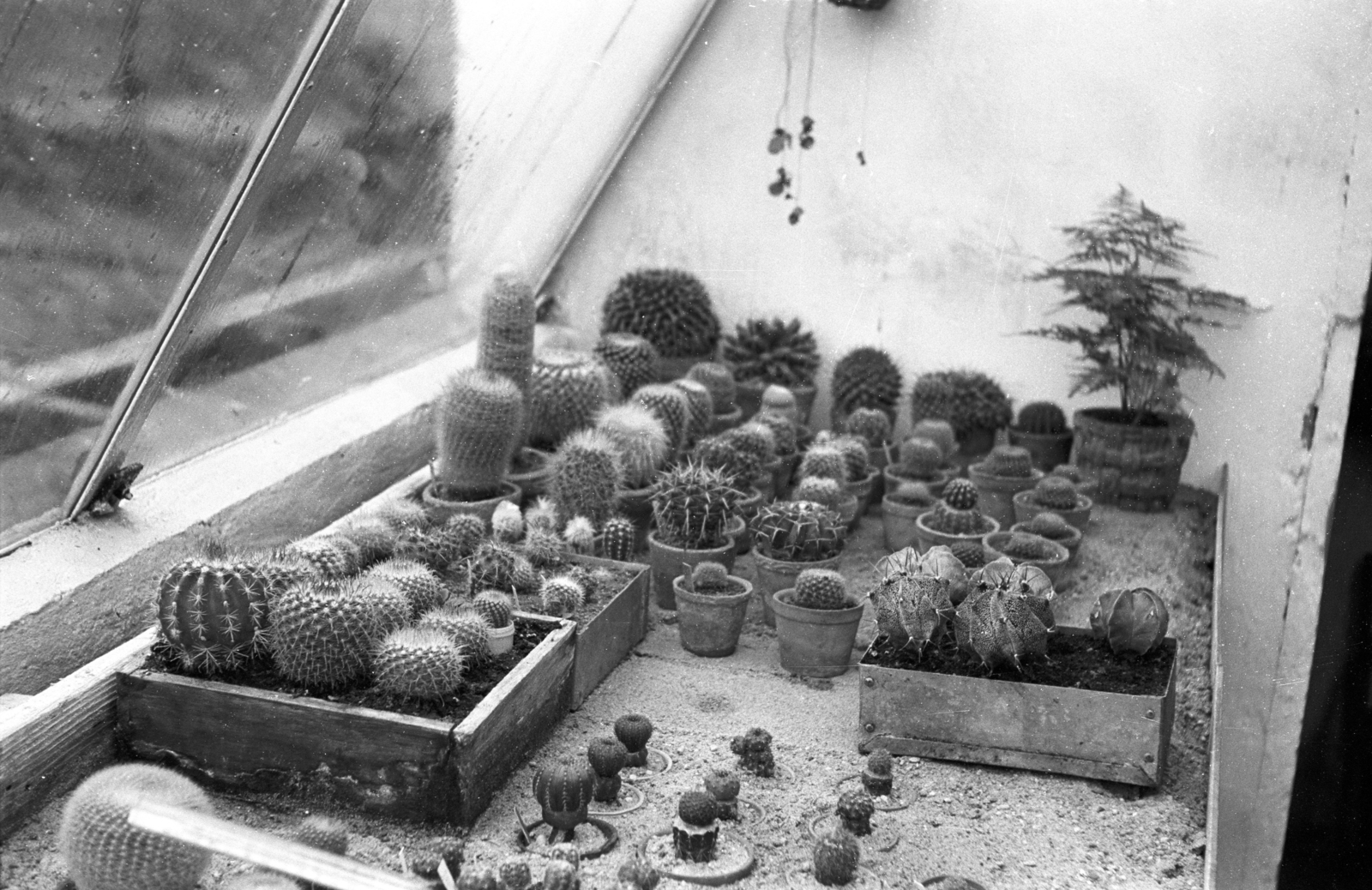 Hungary, Szentendre, Ilosvai Varga István festőművész kaktuszgyűjteménye., 1967, Mészáros Zoltán, cactus, greenhouse, Fortepan #46624