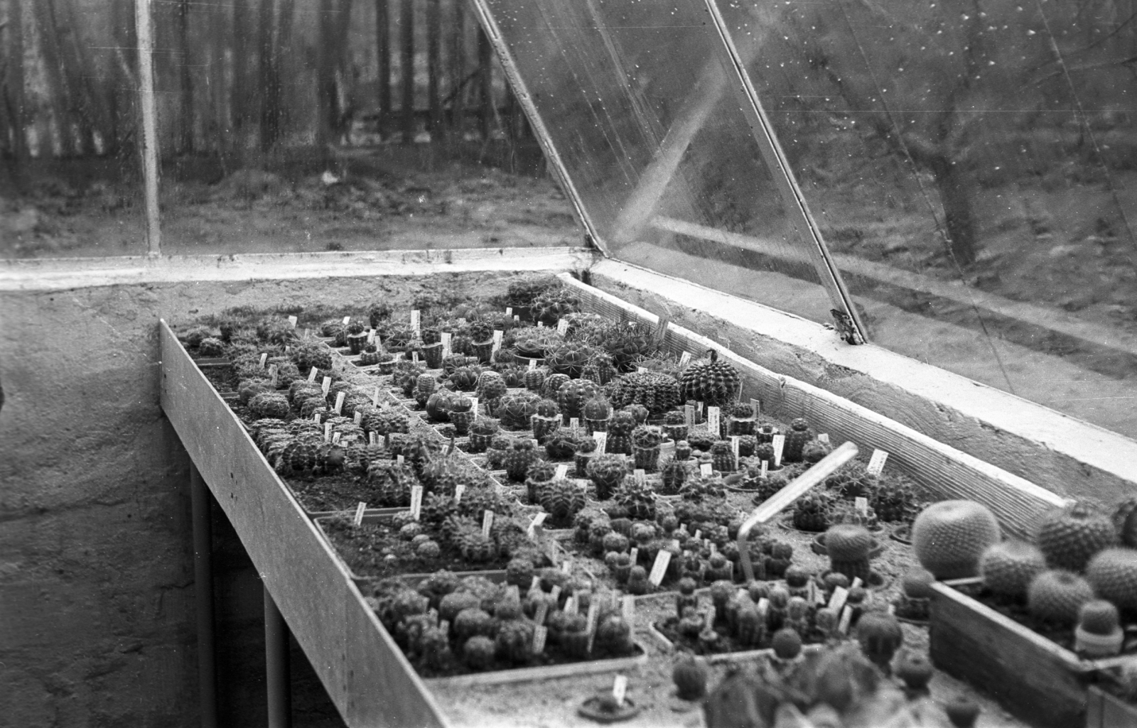 Hungary, Szentendre, Ilosvai Varga István festőművész kaktuszgyűjteménye., 1967, Mészáros Zoltán, cactus, greenhouse, Fortepan #46625