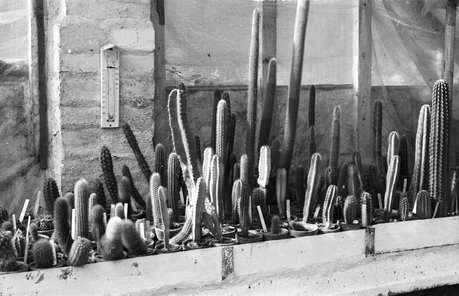 Hungary, Budapest XVII., Rákosliget, Szabó Dezső kaktuszgyűjteménye., 1967, Mészáros Zoltán, cactus, greenhouse, thermometer, Budapest, Fortepan #46654