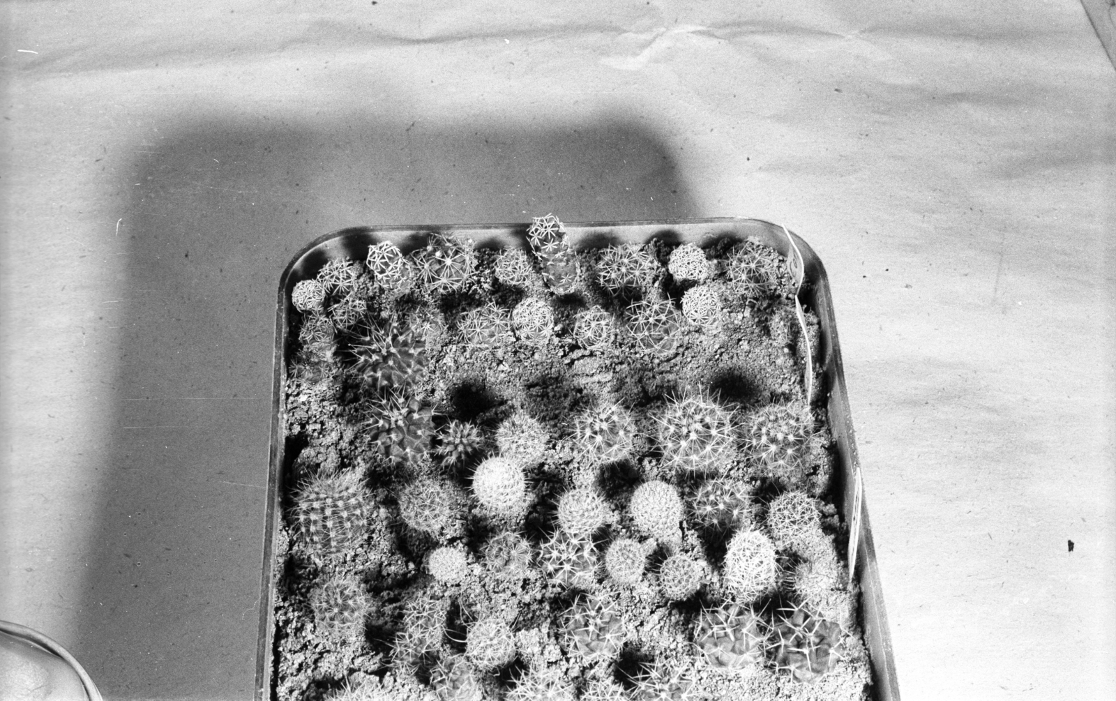 Magyarország, Budapest XVII., Rákosliget, Szabó Dezső kaktuszgyűjteménye., 1967, Mészáros Zoltán, kaktusz, Budapest, Fortepan #46657