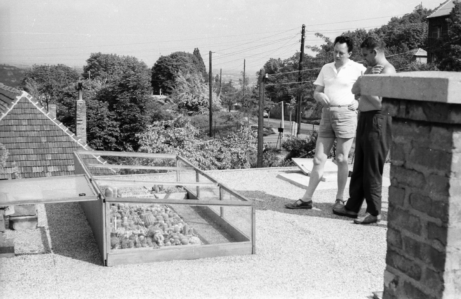 Hungary, Budapest XII., Sashegyi út 1. Dr. Szabó Árpád mérnök, tanár kaktuszgyűjteménye., 1967, Mészáros Zoltán, roof, cactus, greenhouse, roof terrace, Budapest, Fortepan #46660