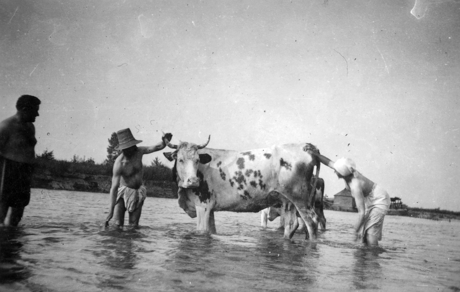 1940, Csorba Dániel, hat, cattle, shore, Fortepan #46832