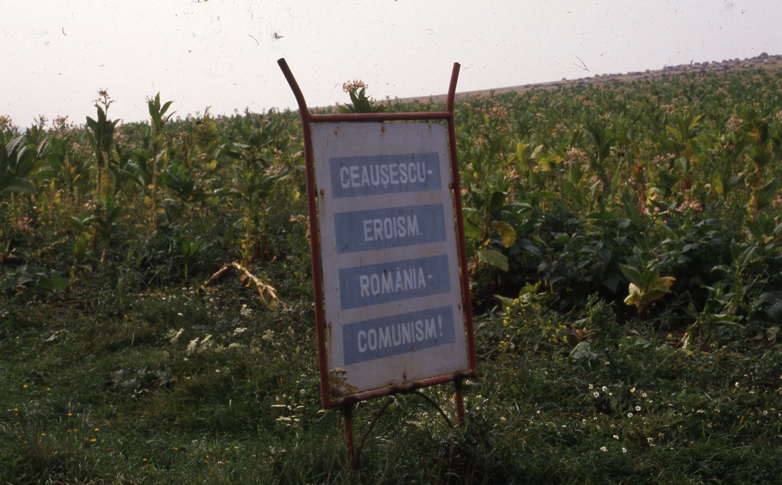 Romania, 1986, Urbán Tamás, colorful, communism, corn, slogan, Fortepan #46977