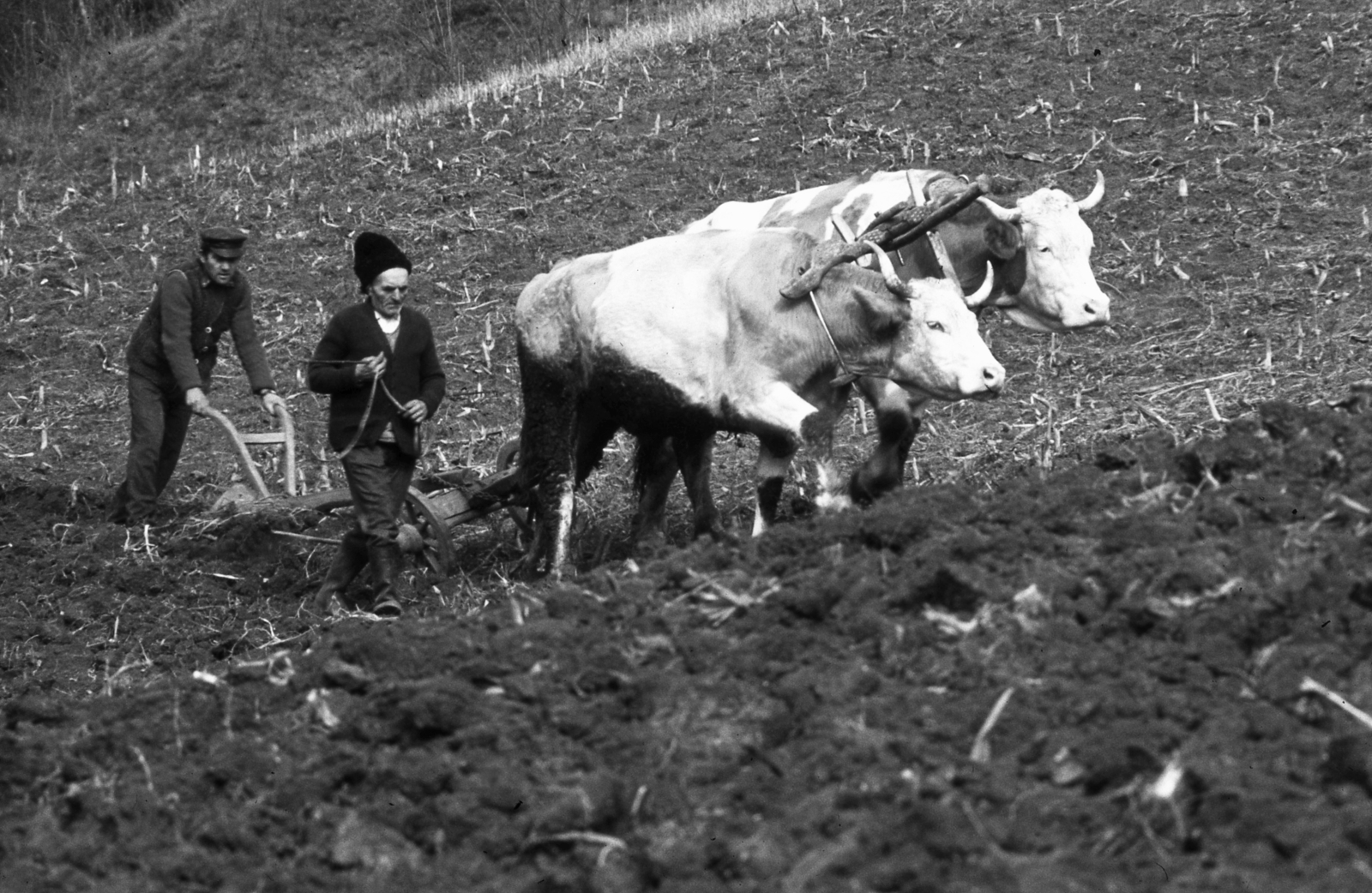 1988, Urbán Tamás, men, cattle, agriculture, agriculture, work, tillage, ploughshare, Fortepan #46998