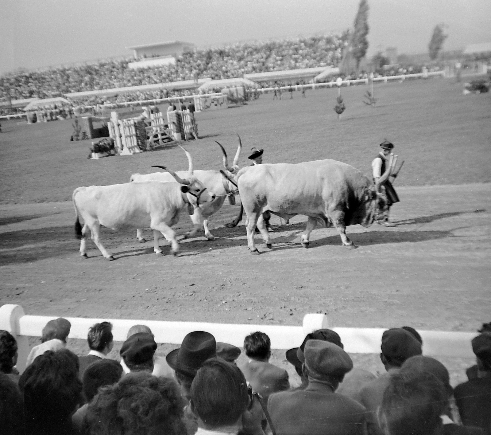 Magyarország, Budapest X., Albertirsai út, Mezőgazdasági Kiállítás és Vásár., 1959, Fortepan, szarvasmarha, földművelés, Budapest, Fortepan #4800