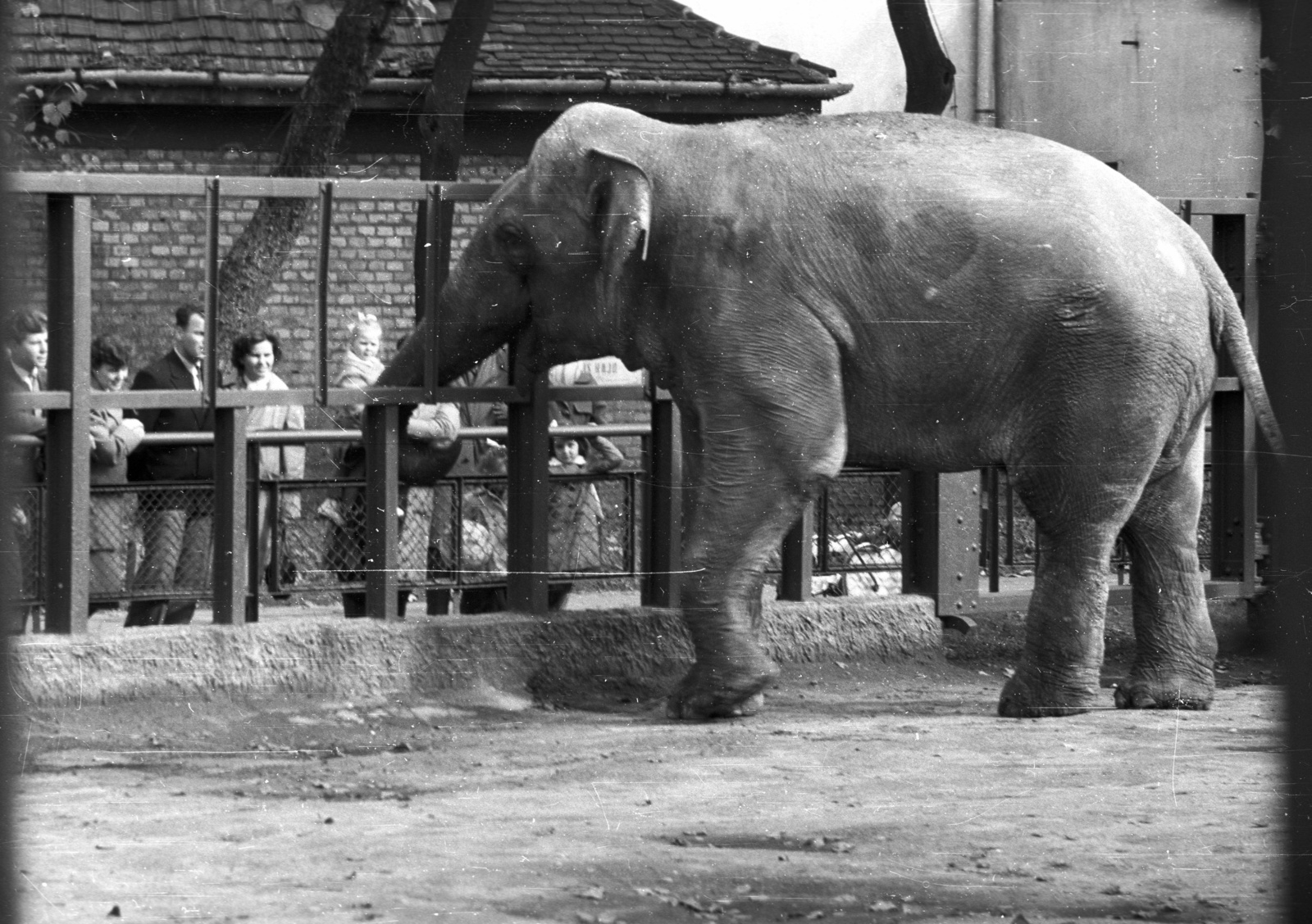 Hungary, Zoo, Budapest XIV., 1961, Nagy Gyula, elephant, animal, Budapest, Fortepan #51035