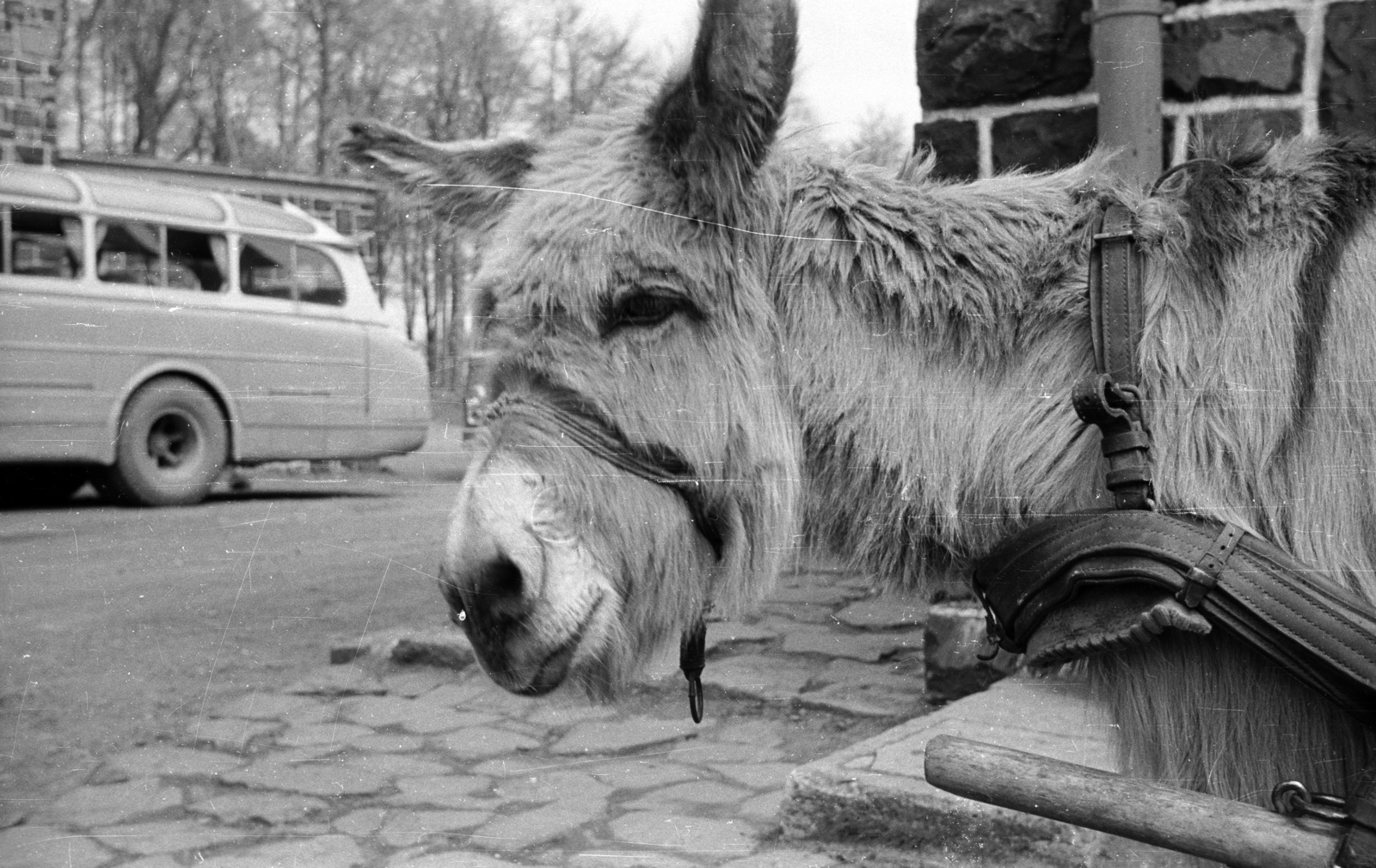 Hungary, Galyatető, Mátraszentimre, 1960, Nagy Gyula, bus, Ikarus-brand, donkey, coach, Fortepan #51077
